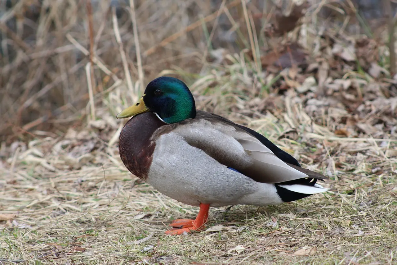 Kaos: tips til dit krydsord