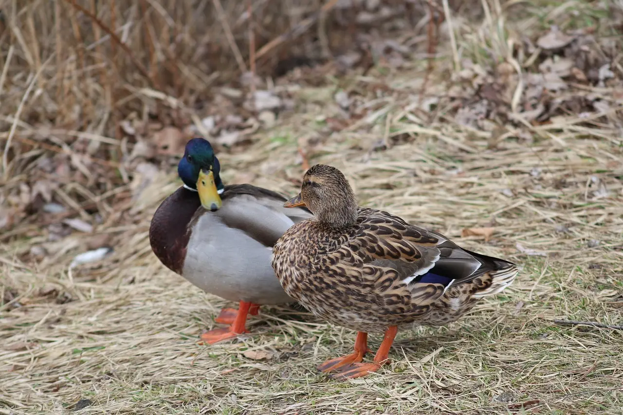 Synomymer til Brav krydsord